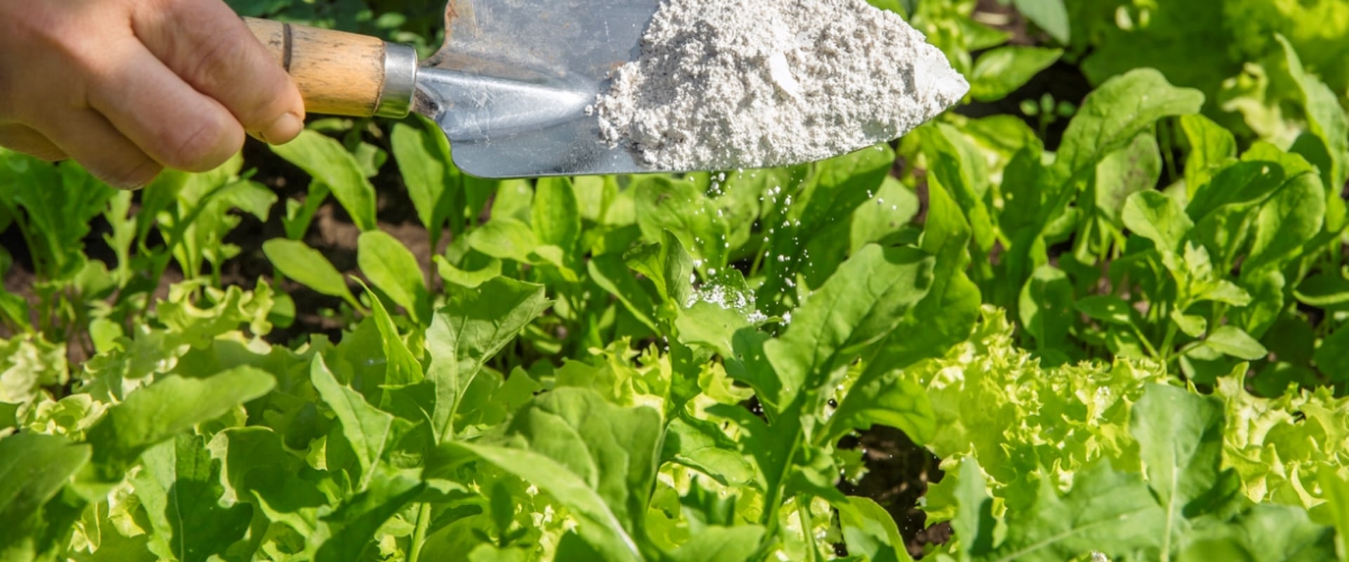 Using Natural Methods for Pest Control in Your Garden