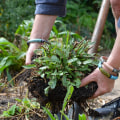 Planting and Transplanting Techniques for a Beautiful Landscape