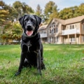 Maximizing Aesthetic Appeal with Hidden Dog Fences in Your Landscape Design