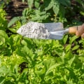 Using Natural Methods for Pest Control in Your Garden